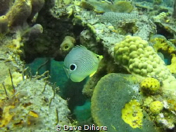 Butterfly fish on the wreck of the Wilaurie by Dave Difiore 